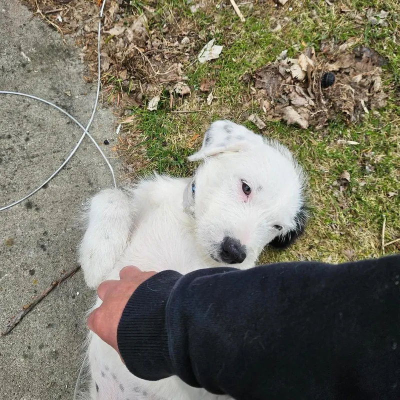 A baby small-sized female White / Cream Labrador Retriever dog named Monroe for adoption in Tomah, WI
