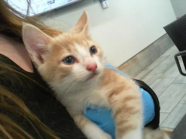 A baby small-sized female Domestic Short Hair cat named Alfredo for adoption in Charlotte, NC