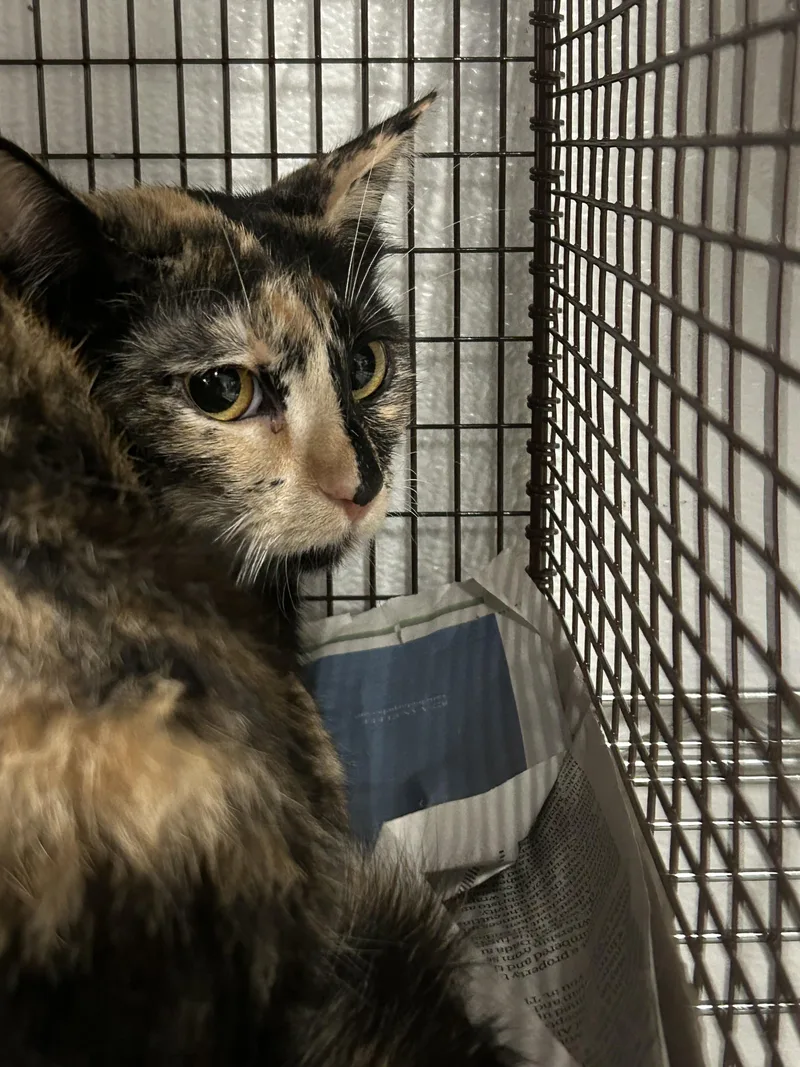 A young medium-sized female Domestic Short Hair cat named Nom Nom for adoption in Van Nuys, CA