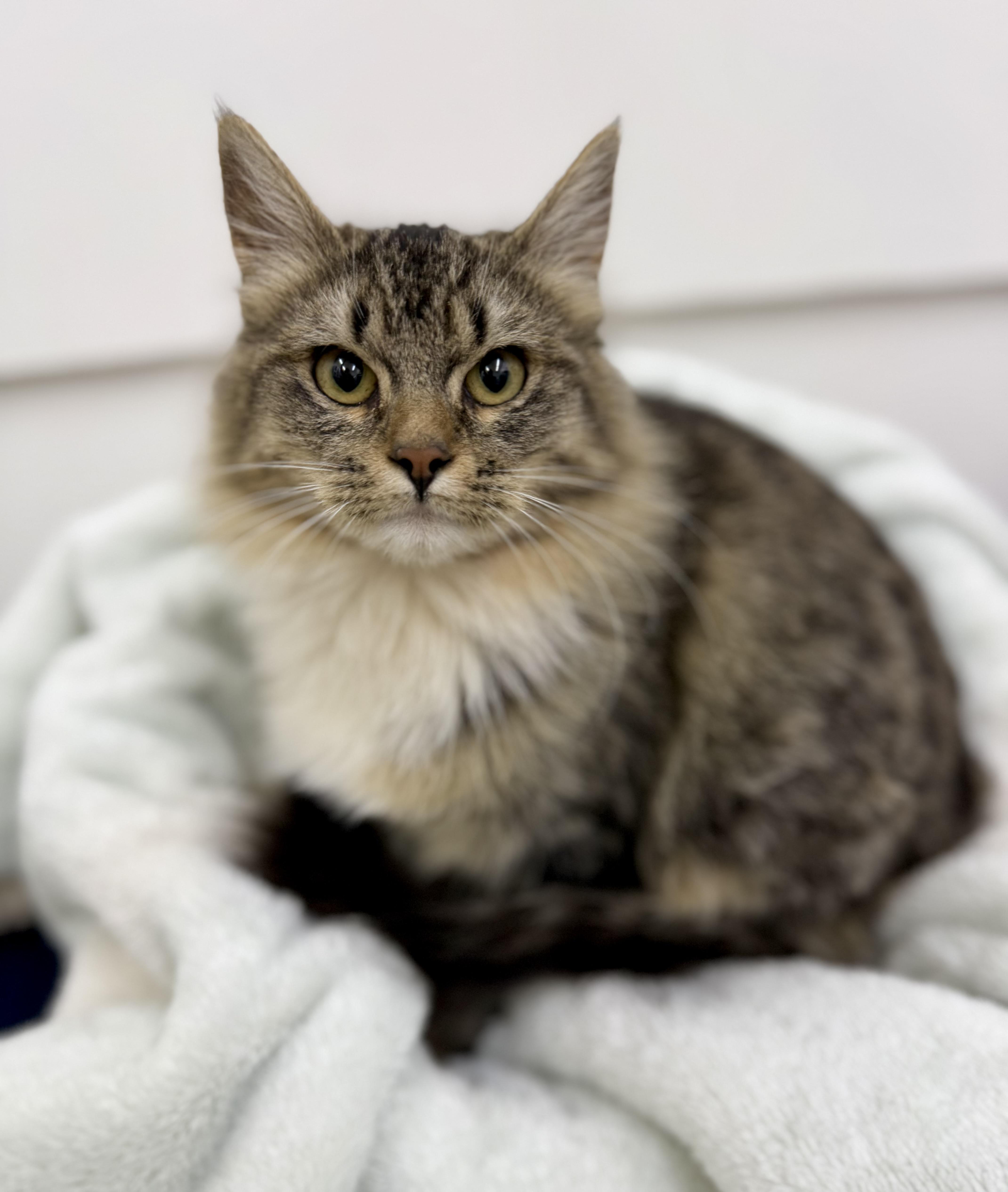 A baby medium-sized male Domestic Long Hair cat named Marcus for adoption in Sonora, CA