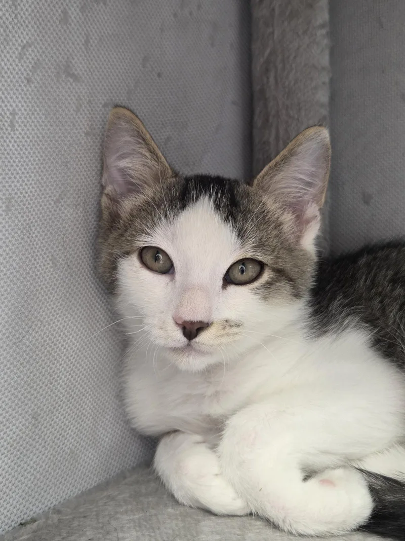 A baby medium-sized male Domestic Short Hair cat named Courtesy List: Bob for adoption in Broomall, PA