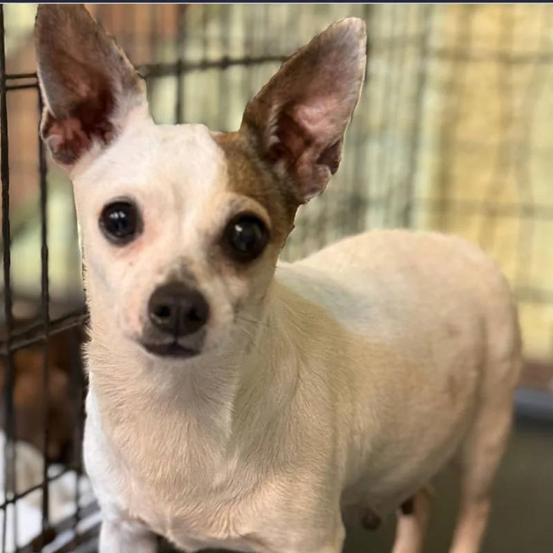 A senior small-sized female White / Cream Mixed Breed dog named Aspen for adoption in DeKalb, IL