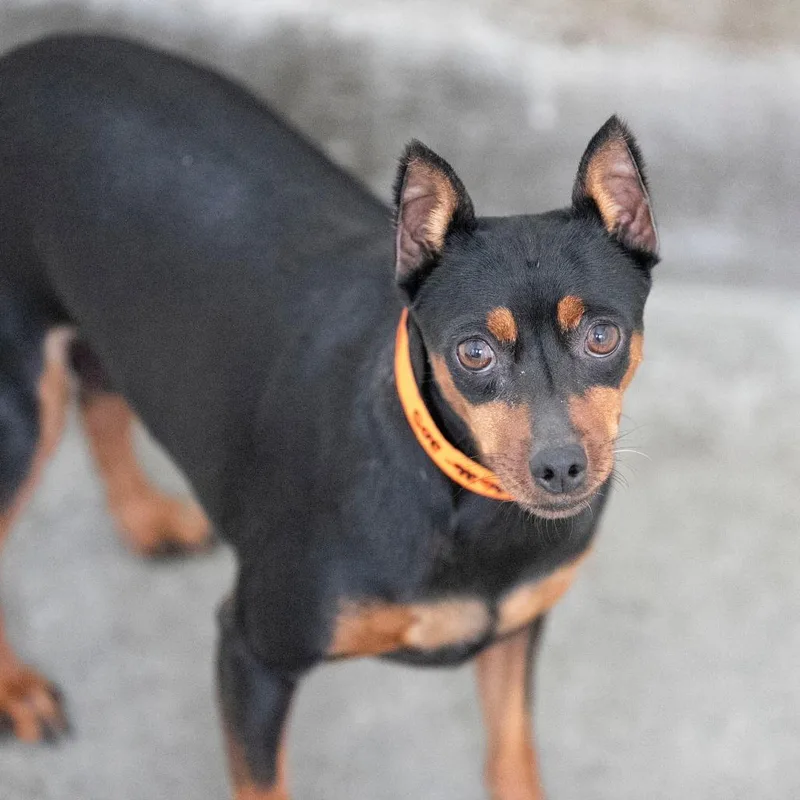 An adult small-sized female Miniature Pinscher dog named Ruby Rose for adoption in Peyton, CO