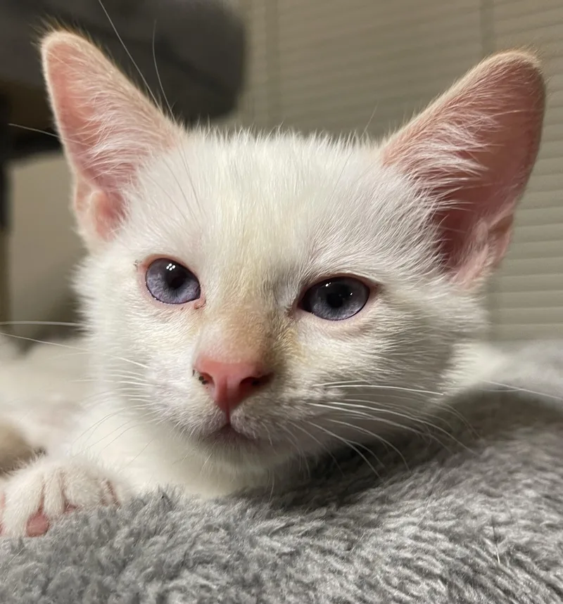 A baby small-sized male Domestic Short Hair cat named Snow for adoption in South Pasadena, CA