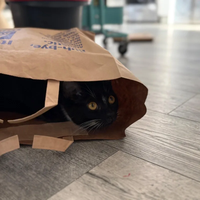 A young medium-sized female Black & White / Tuxedo Domestic Short Hair cat named Tulip for adoption in Brooklyn, NY