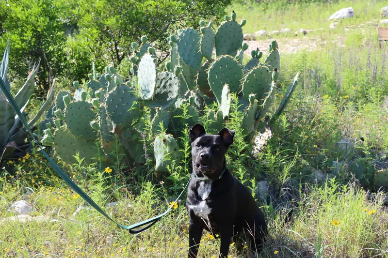 Onyx