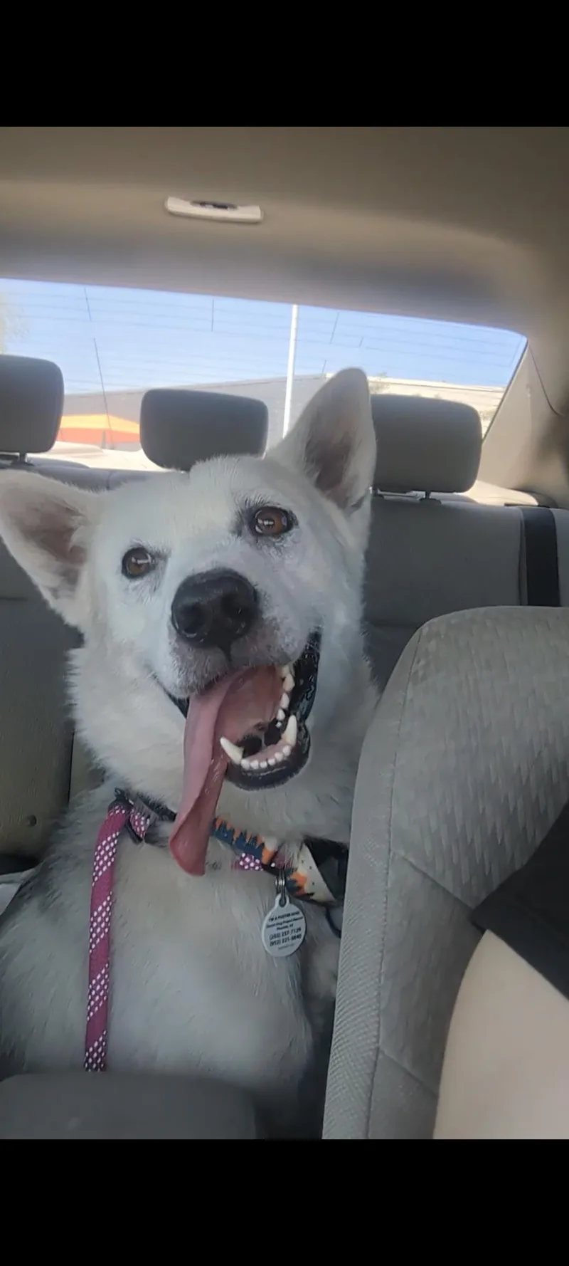 An adult large-sized male Siberian Husky dog named Bolt for adoption in Scottsdale, AZ