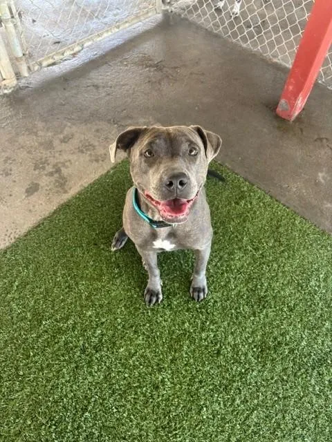 An adult medium-sized female Gray / Blue / Silver Pit Bull Terrier dog named Gwennie for adoption in Fayetteville, AR