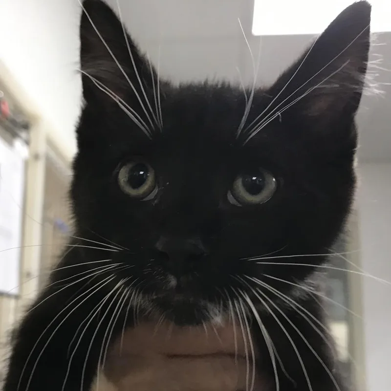 A baby small-sized male Black Domestic Medium Hair cat named Otto for adoption in Harrisonburg, VA