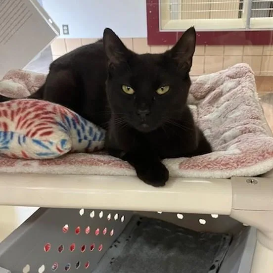 A young small-sized female Domestic Short Hair cat named Gianna for adoption in Springfield, MA