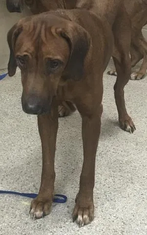 An adult medium-sized female Rhodesian Ridgeback dog named A for adoption in Conroe, TX
