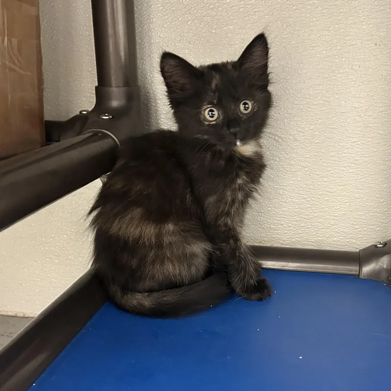 A baby medium-sized female Tortoiseshell Domestic Long Hair cat named Manon for adoption in Wilmington, OH