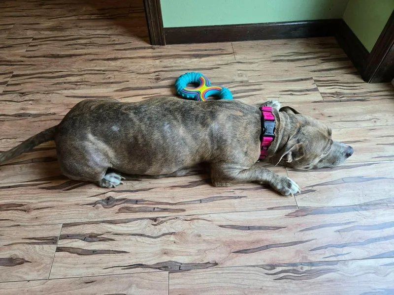 An adult medium-sized female American Staffordshire Terrier dog named Brioche for adoption in Rockland, WI