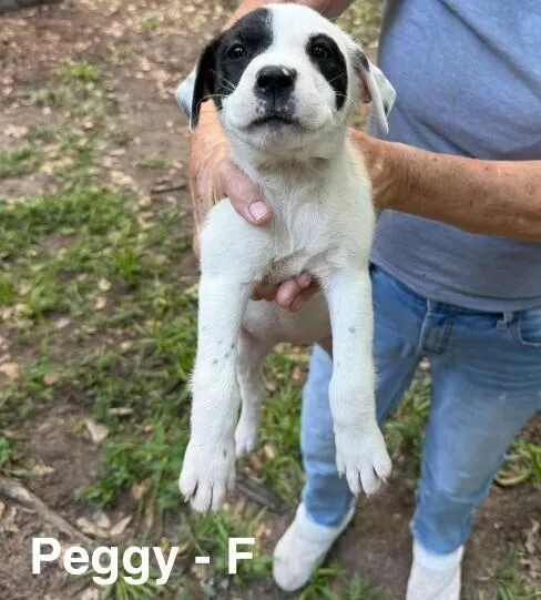 A baby small-sized female Tricolor (Brown, Black, & White) Labrador Retriever dog named Peggy for adoption in Colorado Springs, CO