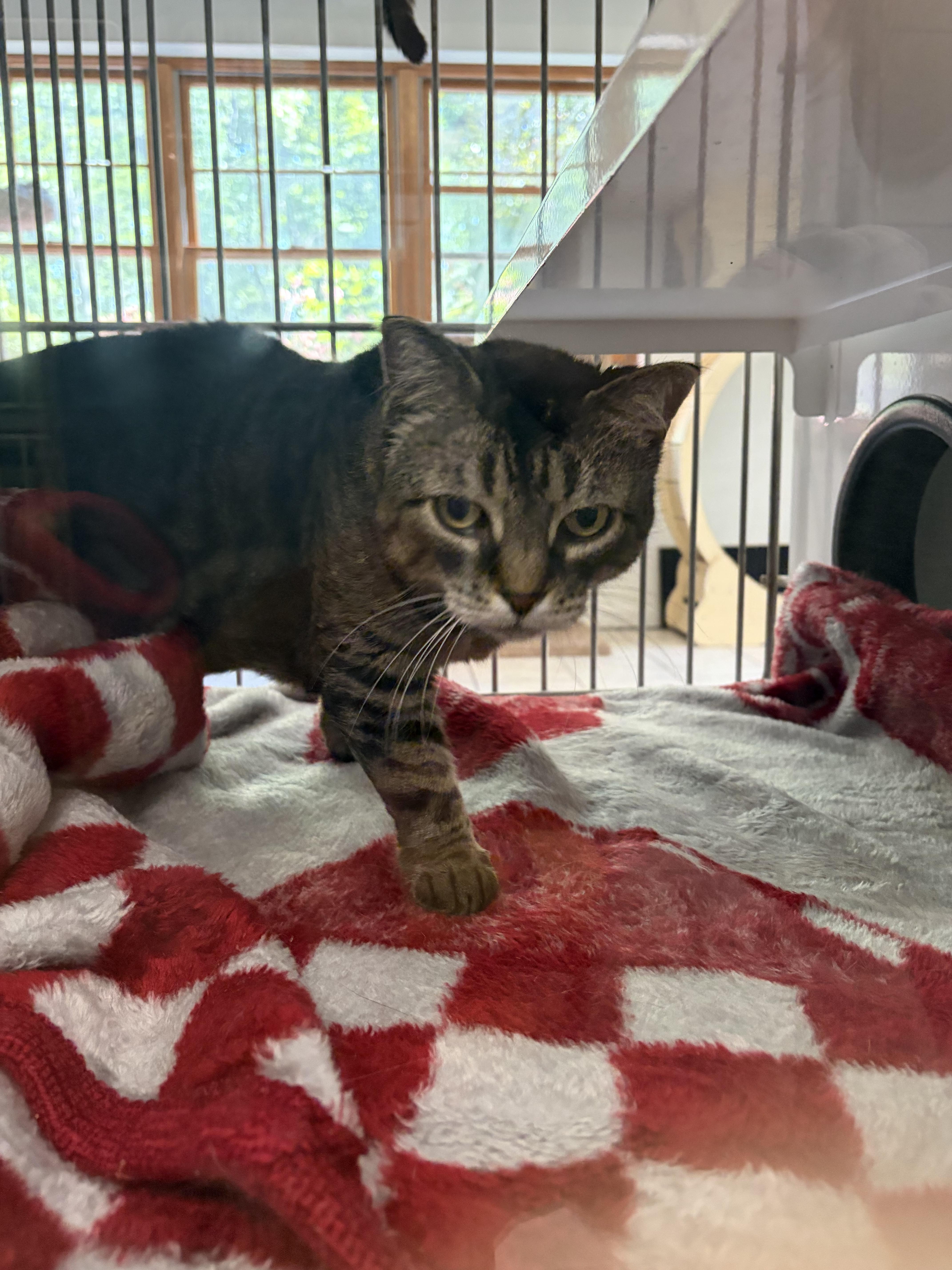An adult large-sized female Tabby (Brown / Chocolate) American Shorthair cat named Totora for adoption in Southold, NY