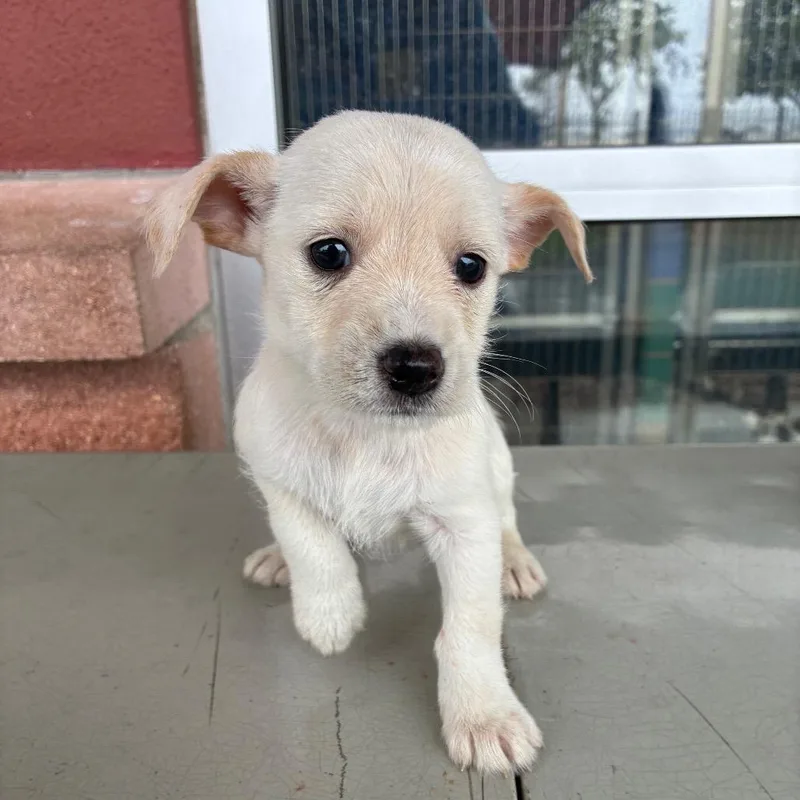 A baby small-sized male White / Cream Australian Shepherd dog named Chester for adoption in San Antonio, TX