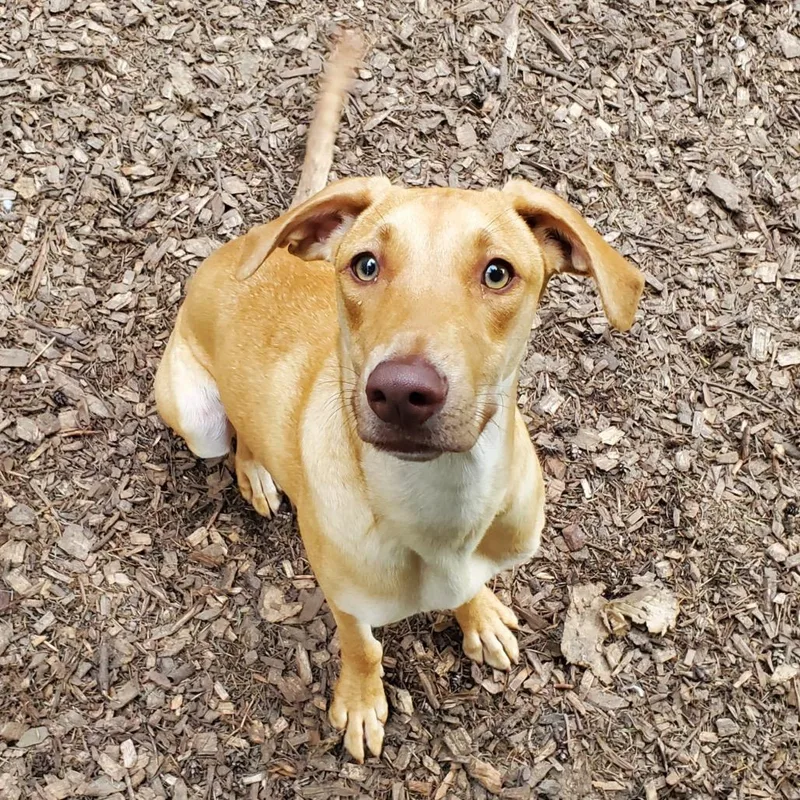A young medium-sized female Red / Chestnut / Orange Retriever dog named Sunkiss for adoption in Graham, WA