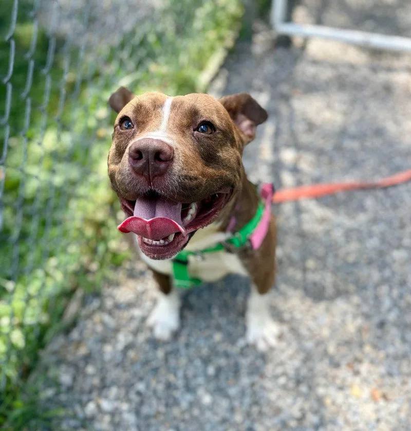 An adult medium-sized female American Staffordshire Terrier dog named Snickers for adoption in Sayreville, NJ