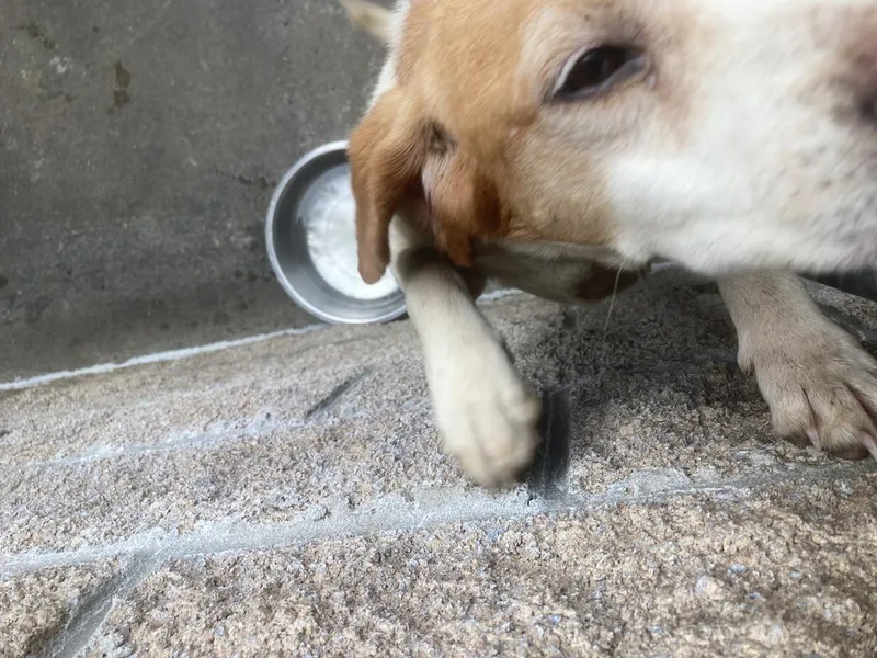 A senior medium-sized male Beagle dog named Burrata for adoption in Burnsville, NC