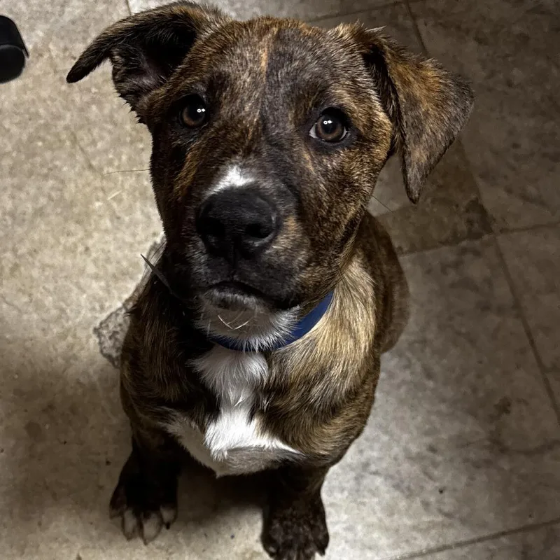 A baby large-sized male Brindle Treeing Walker Coonhound dog named Ny Leonardo Avail Apr for adoption in Eastford, CT