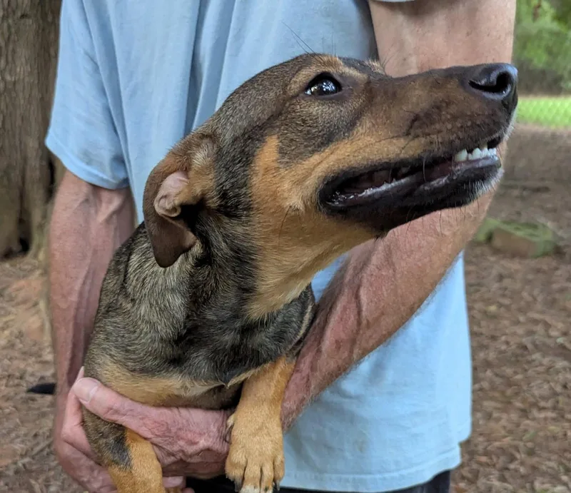 A young small-sized female Sable Dachshund dog named Penniwinkle for adoption in Milner, GA