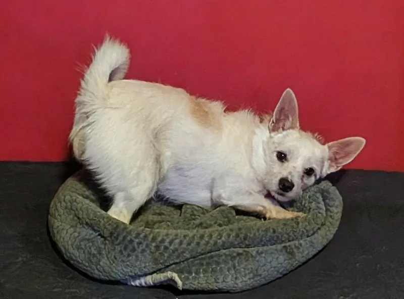 A young small-sized male White / Cream Terrier dog named Sano for adoption in Las Vegas, NV