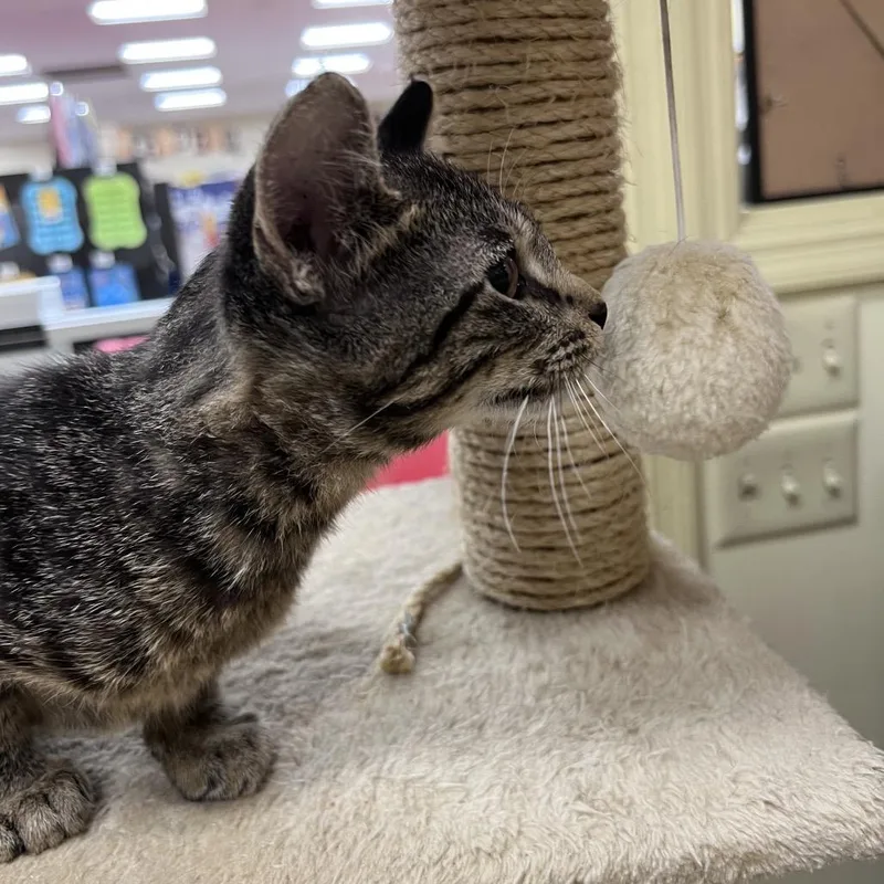 A baby small-sized male Tabby (Brown / Chocolate) Domestic Short Hair cat named Rocky for adoption in Stoughton, WI