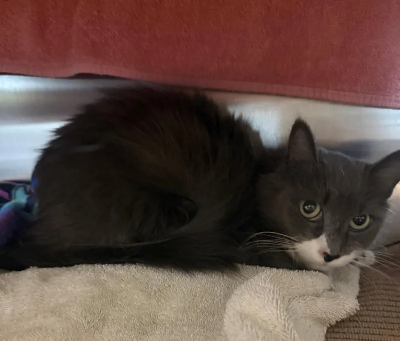 A senior small-sized female Domestic Short Hair cat named Nimbus for adoption in Hyde Park, NY