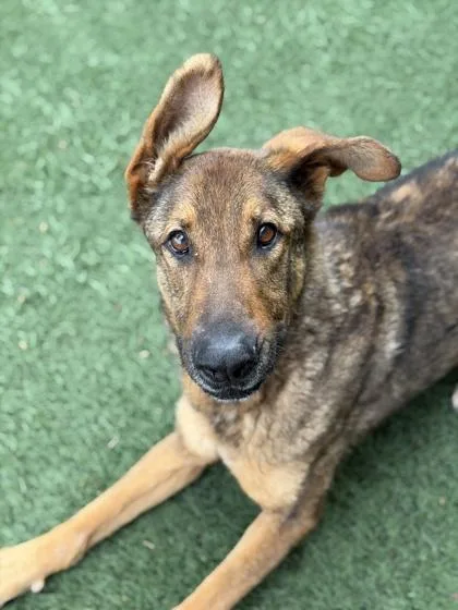 An adult large-sized male Sable Belgian Shepherd / Malinois dog named Wallace for adoption in Sacramento, CA