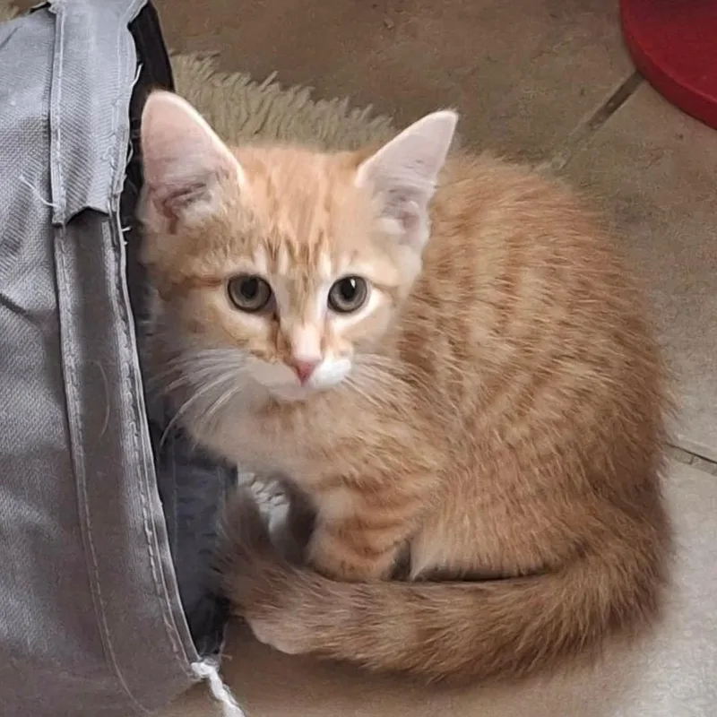A young small-sized female Orange & White Domestic Short Hair cat named Amber for adoption in Gresham, WI