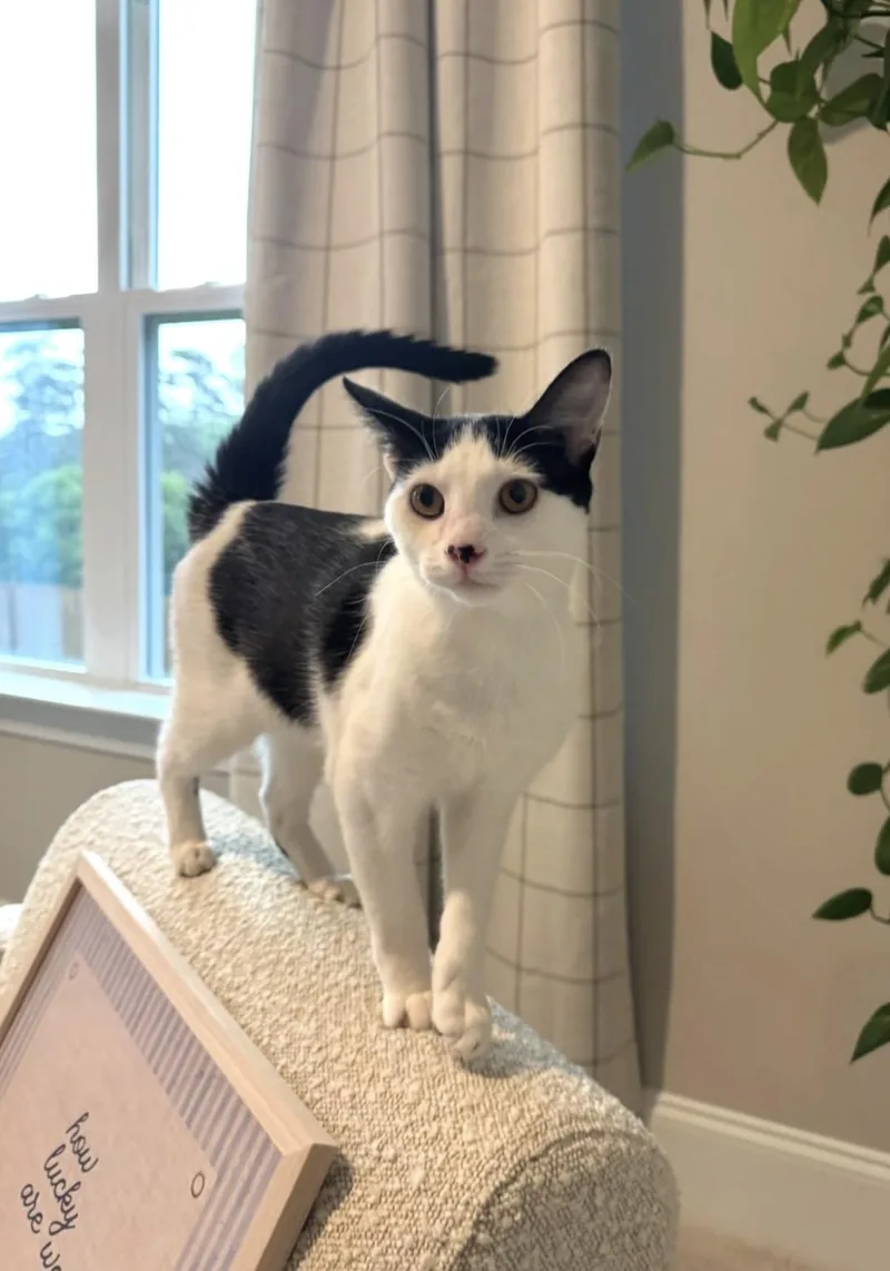 A young medium-sized female Black & White / Tuxedo Domestic Short Hair cat named Petal for adoption in Wilmington, NC