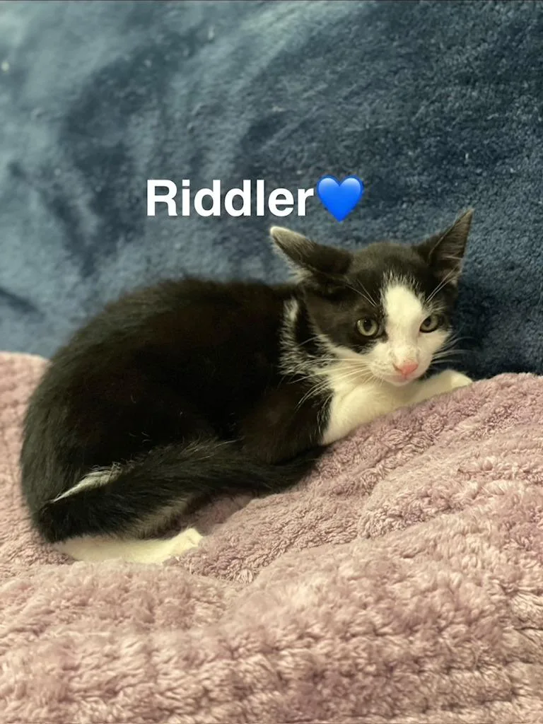 A baby small-sized male Domestic Short Hair cat named Riddler for adoption in Lunenburg, MA