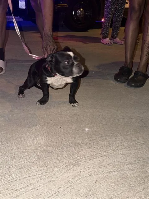 An adult large-sized female Mixed Breed dog named Galaxie for adoption in Dallas, TX