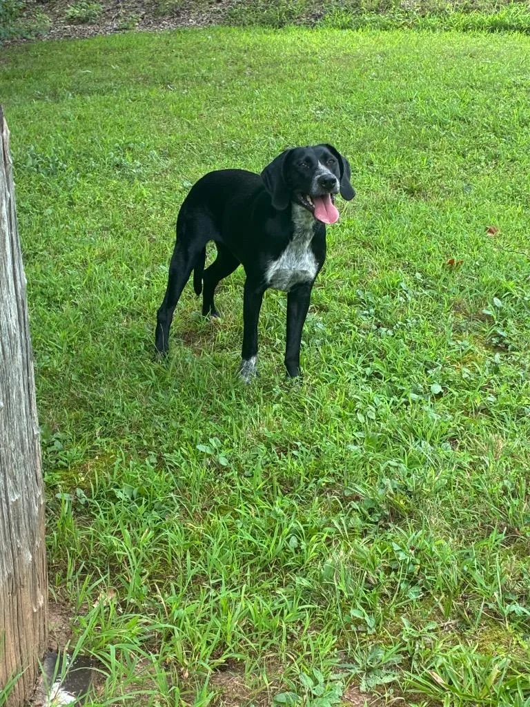 A young large-sized female Mixed Breed dog named Keke for adoption in Oxford, NC