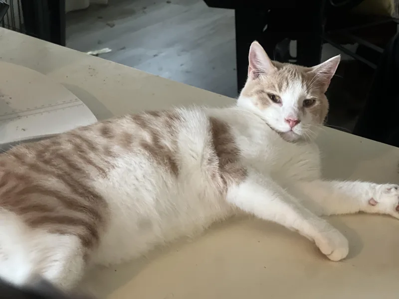 Orange latte