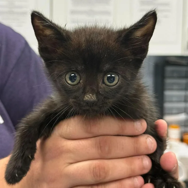 A baby small-sized male Black Domestic Short Hair cat named Carter for adoption in Martinsville, VA