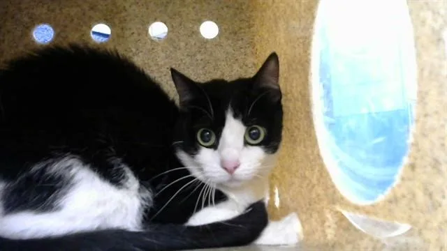 A young medium-sized female Domestic Short Hair cat named Stella for adoption in Albuquerque, NM