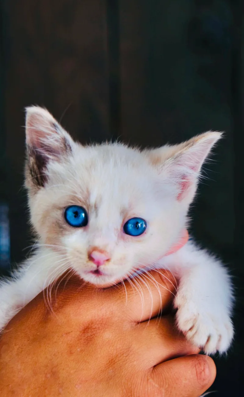 A baby small-sized female Siamese cat named Sega Wat for adoption in San Diego, CA