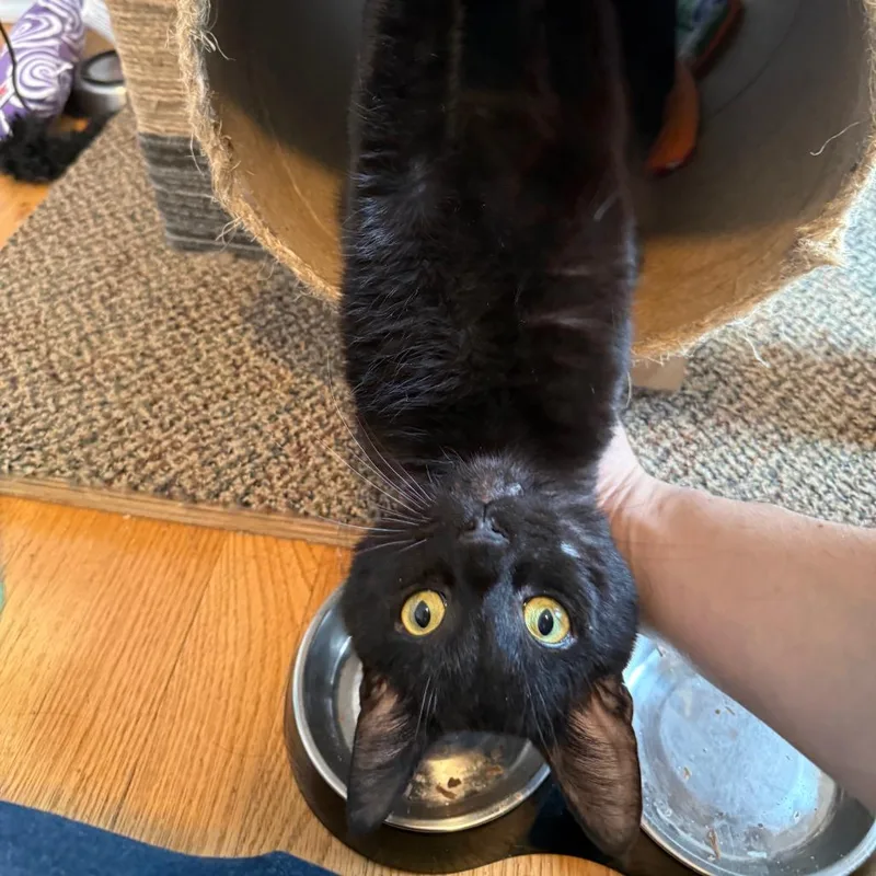 An adult medium-sized male Black Domestic Short Hair cat named Mahogany for adoption in Evanston, IL