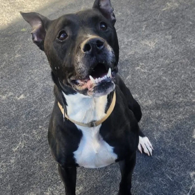 An adult medium-sized male Black Pit Bull Terrier dog named Connor for adoption in Cleveland, TN