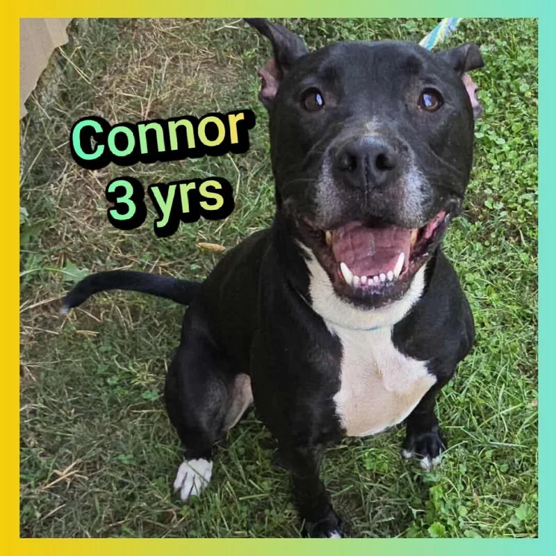 Connor thumbnail 2
