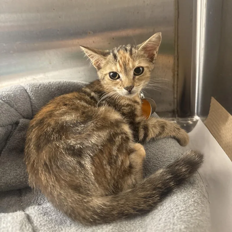 A baby small-sized female Domestic Short Hair cat named NCR Macoun for adoption in Port Washington, NY
