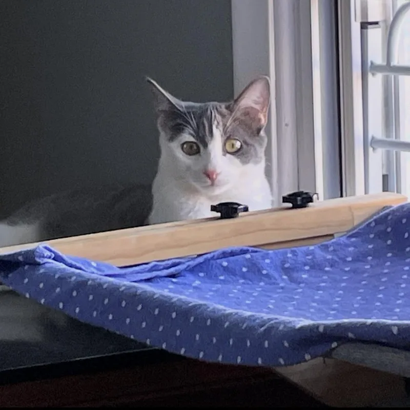 Phoebe