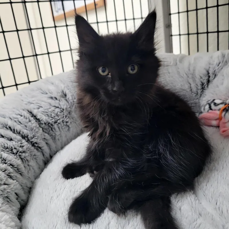A baby small-sized female Domestic Medium Hair cat named Diamond for adoption in Allyn, WA