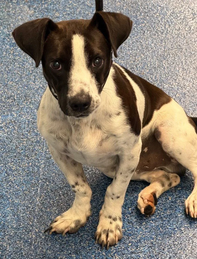 A young medium-sized male Basset Hound dog named Slink for adoption in Tarboro, NC