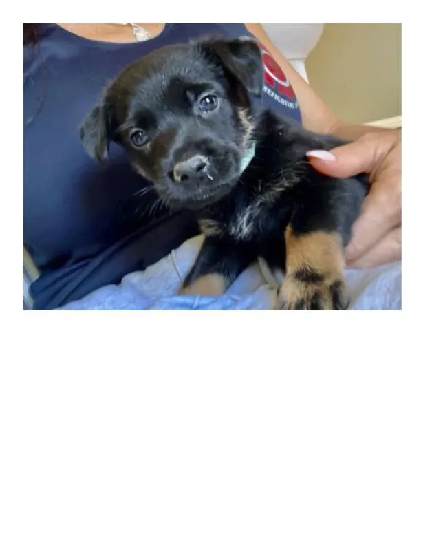A baby small-sized female Belgian Shepherd / Malinois dog named Rajah for adoption in Discovery Bay, CA