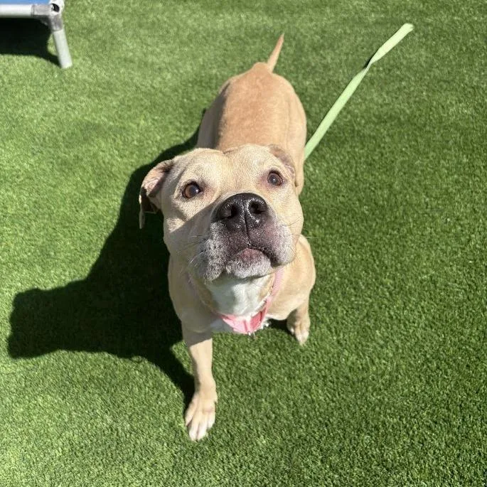 An adult medium-sized male Yellow / Tan / Blond / Fawn Mixed Breed dog named Skyler for adoption in Pittsburgh, PA