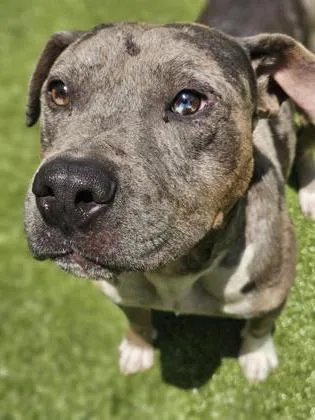 An adult medium-sized male Mixed Breed dog named Lobster for adoption in Savannah, GA
