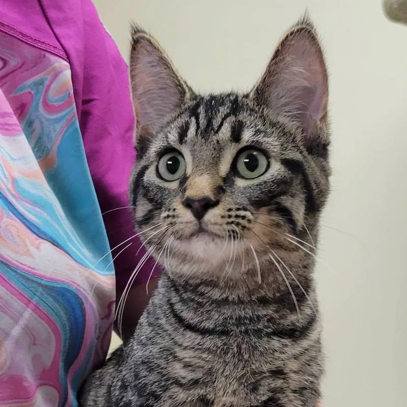 A baby medium-sized male Brown / Chocolate Domestic Short Hair cat named Bud for adoption in Mazon, IL