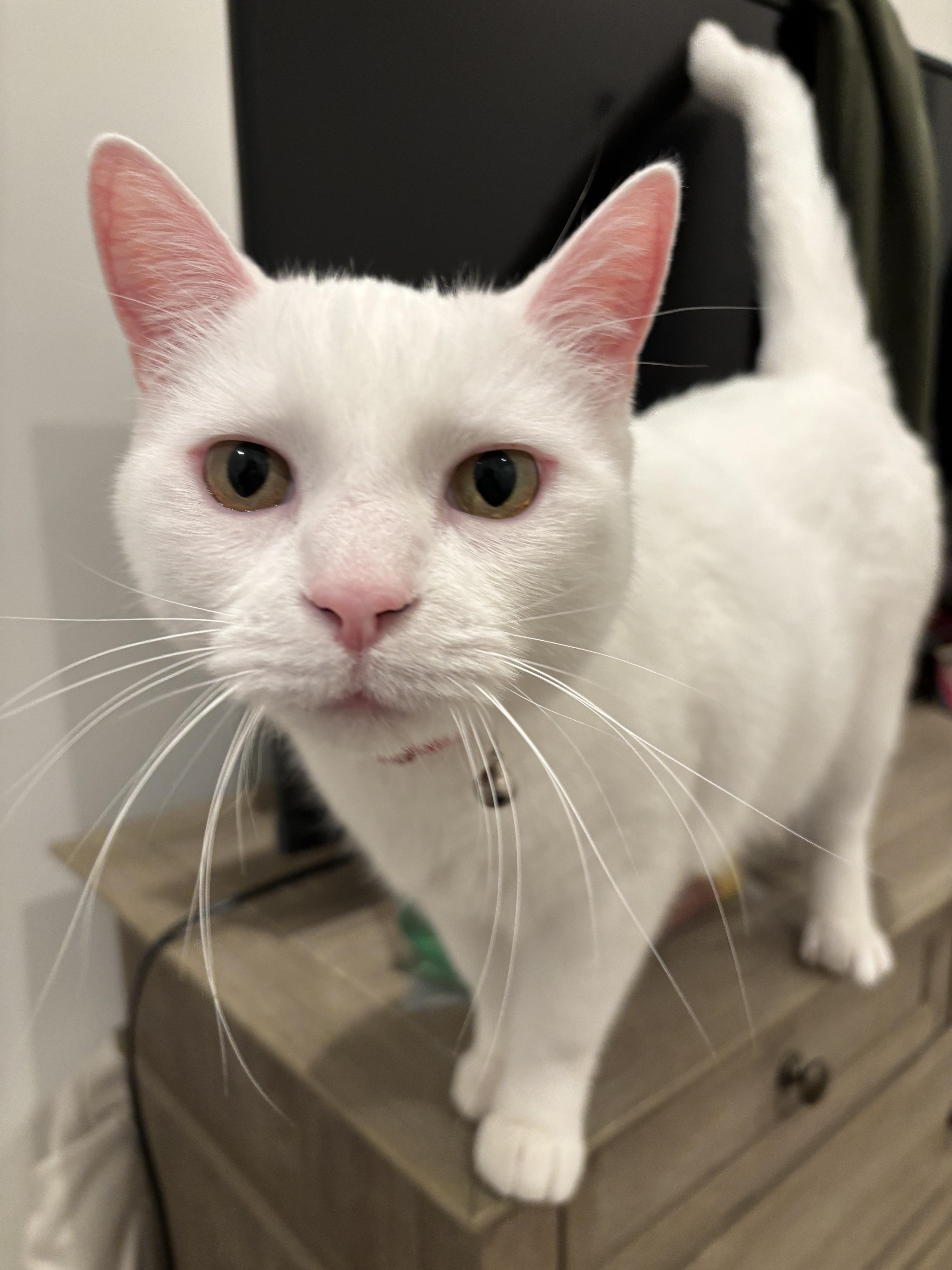An adult medium-sized male White Domestic Short Hair cat named Casper for adoption in Nashville, TN
